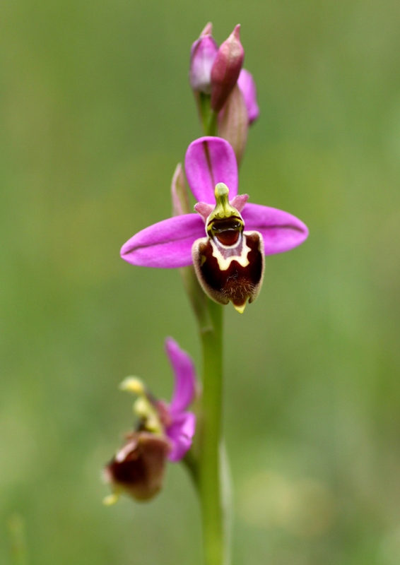 Ophrys apifera x Ophrys tenthredinifera neglecta  maggio 2014 in provincia di Potenza.